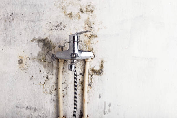 Best Emergency Mold Removal  in Winona, MS