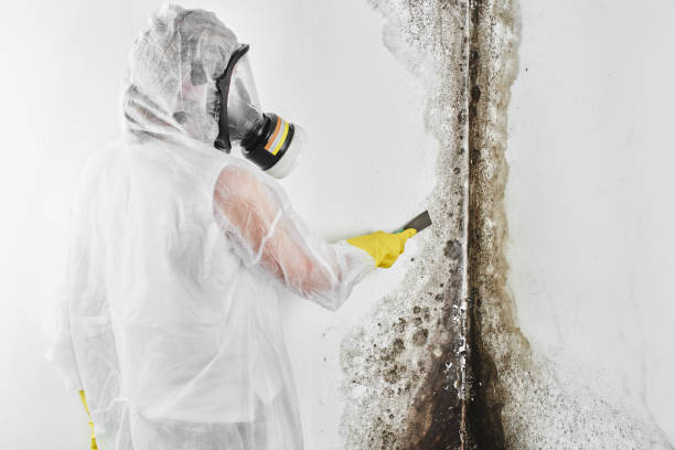Winona, MS Mold Removal Company