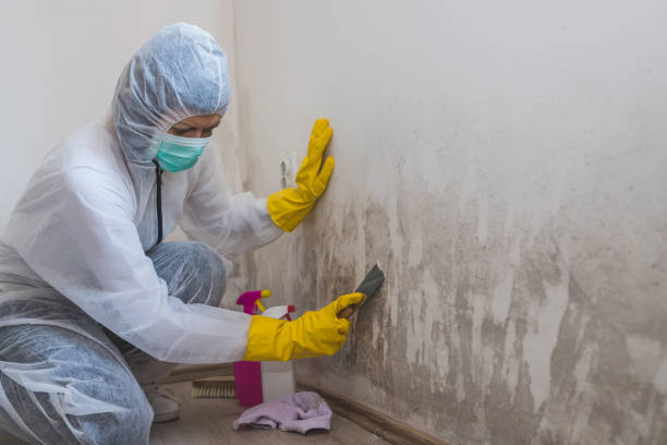 Best Mold Removal Company Near Me  in Winona, MS