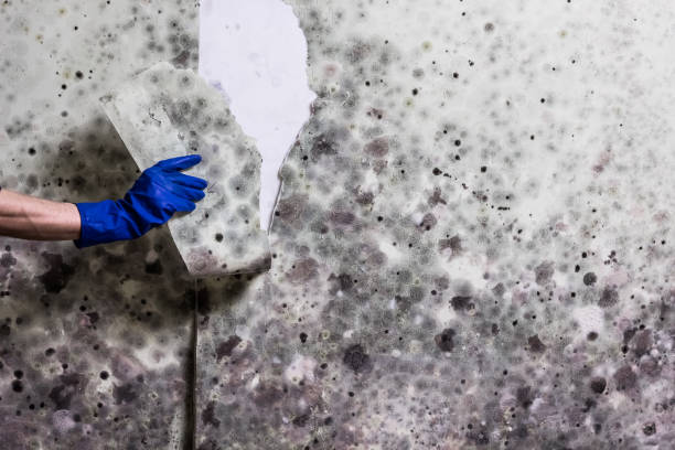Best Certified Mold Removal  in Winona, MS