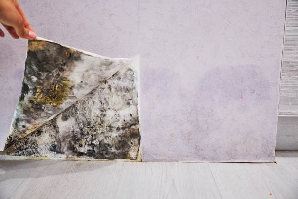 Best Home Mold Removal  in Winona, MS